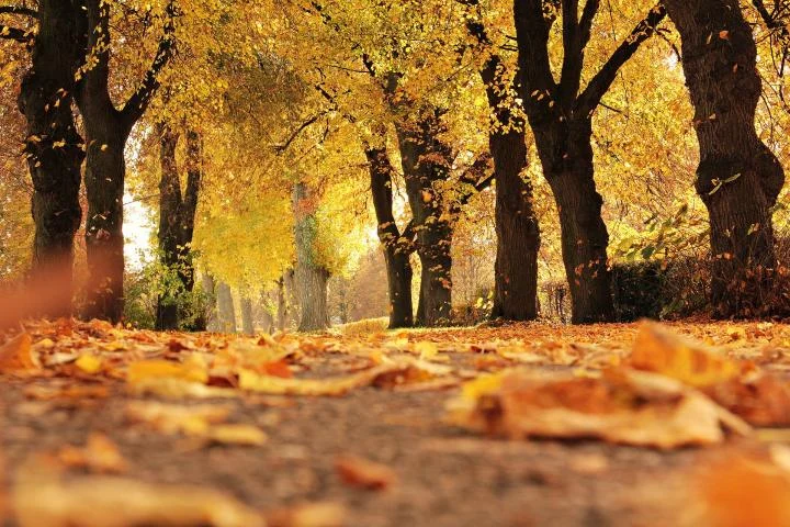 fall autumn tree leaves